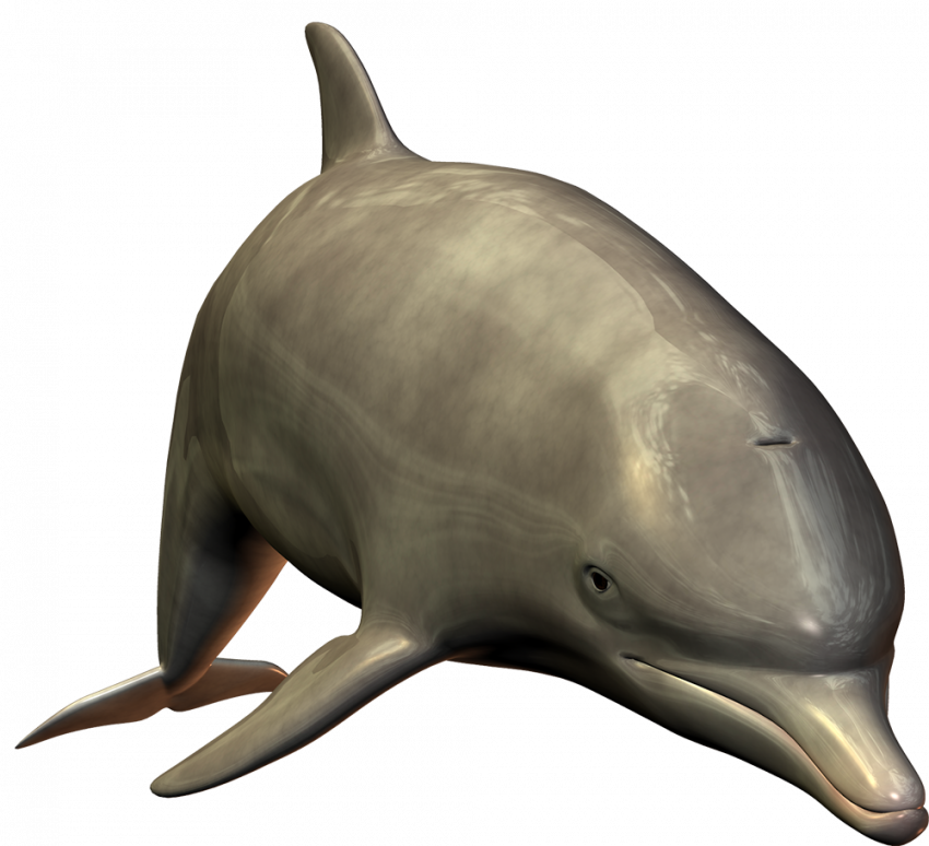Photoshop dolphin png