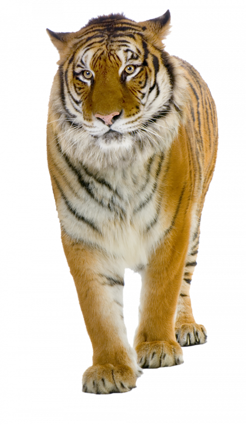 tiger.png