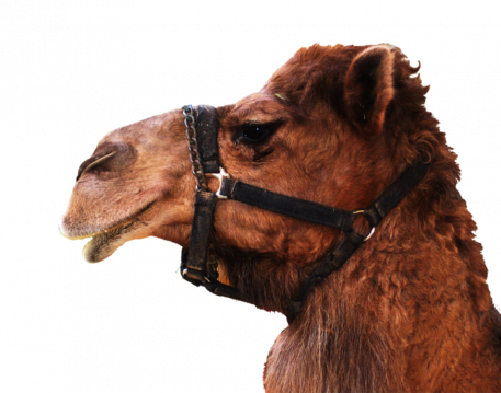 camel png