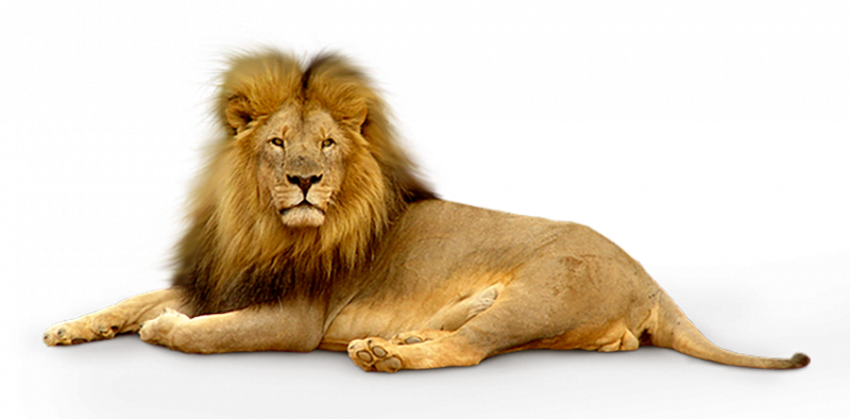 Afrique lion transparent png