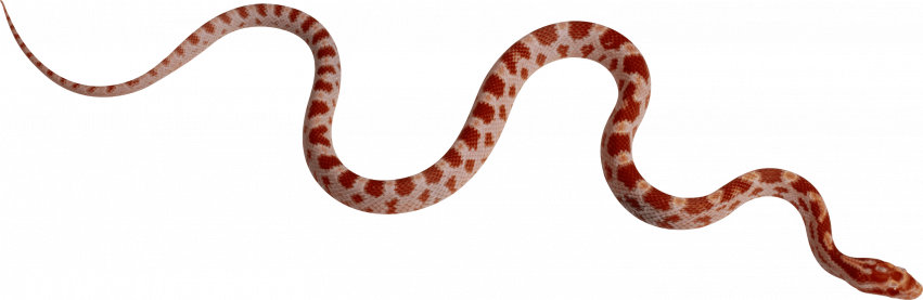 Alagar transparent snake png