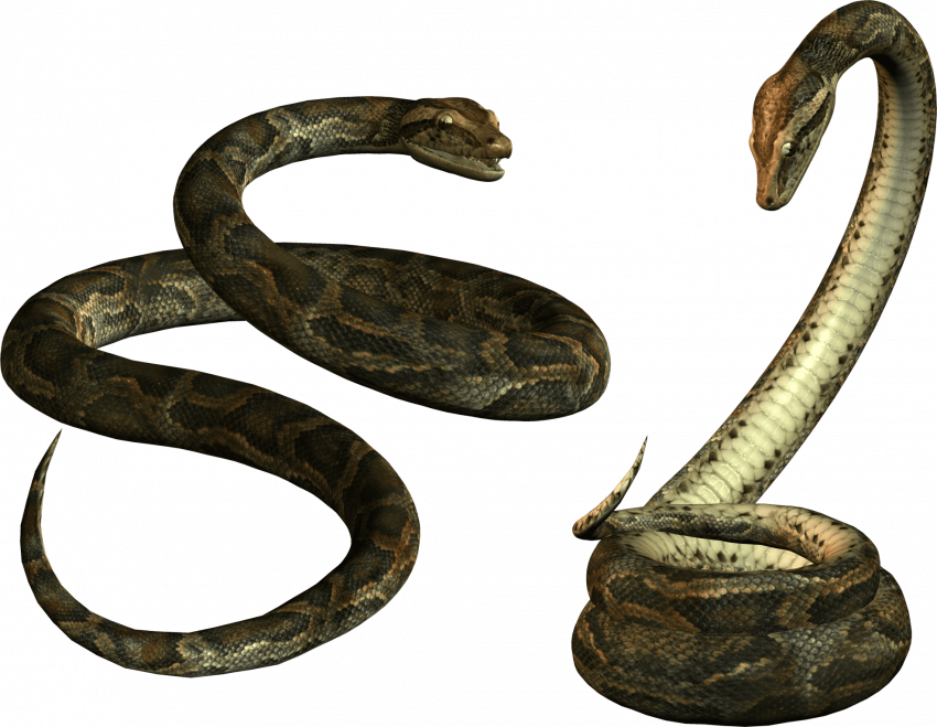 Alagar transparent snake png