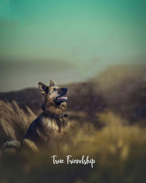 Animal lover picsart background