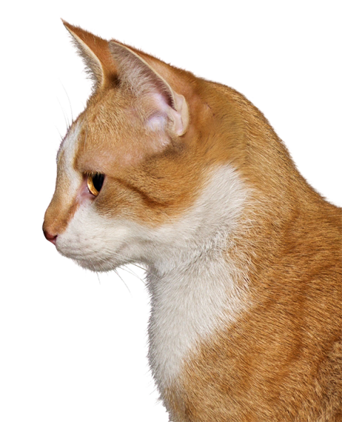 Attacking cat png