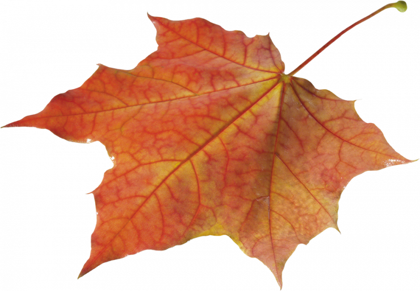 Autum png,Autumn leaves png images