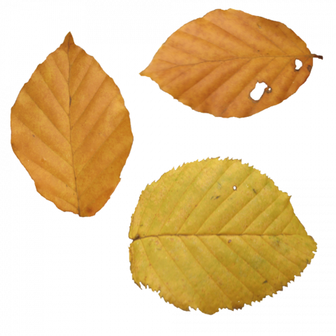 Autuman leaves hd transparent background,Autumn leaves png images