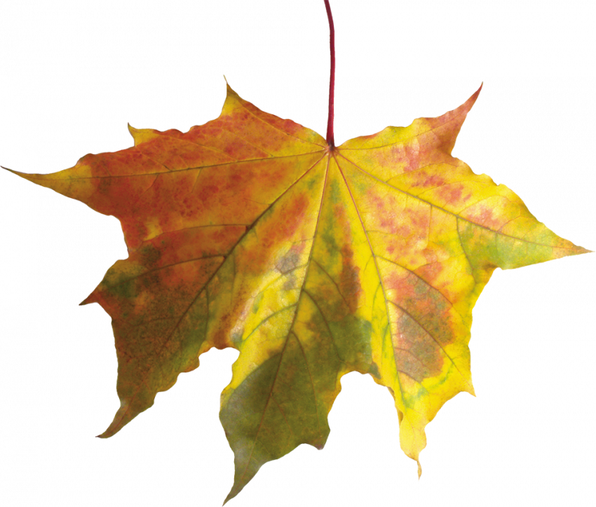 Autumn clipart transparent png,Autumn transparent png images free