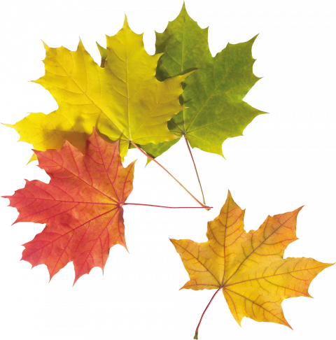 Autumn leaf png img,Autumn transparent png images