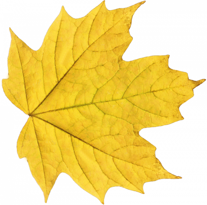 Autumn leaf png,Autumn transparent png images