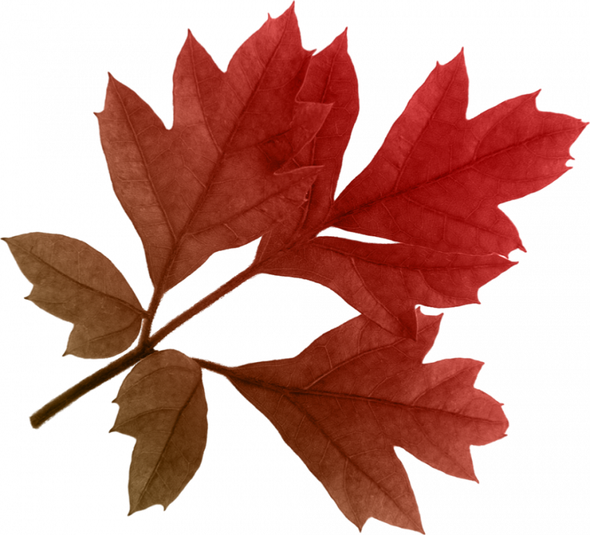 Autumn leaf transparent png,Autumn transparent png images