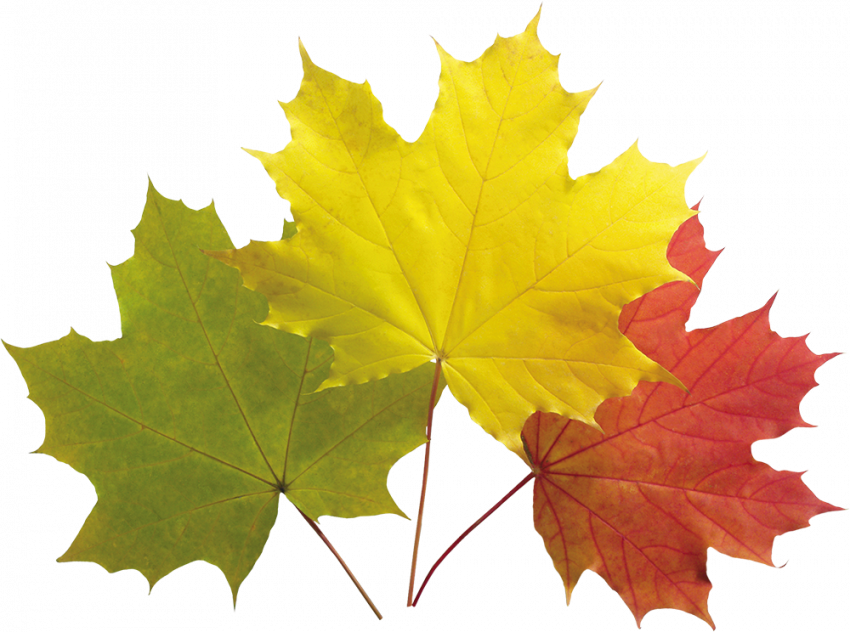 Autumn leaves hd png,Autumn leaves png images