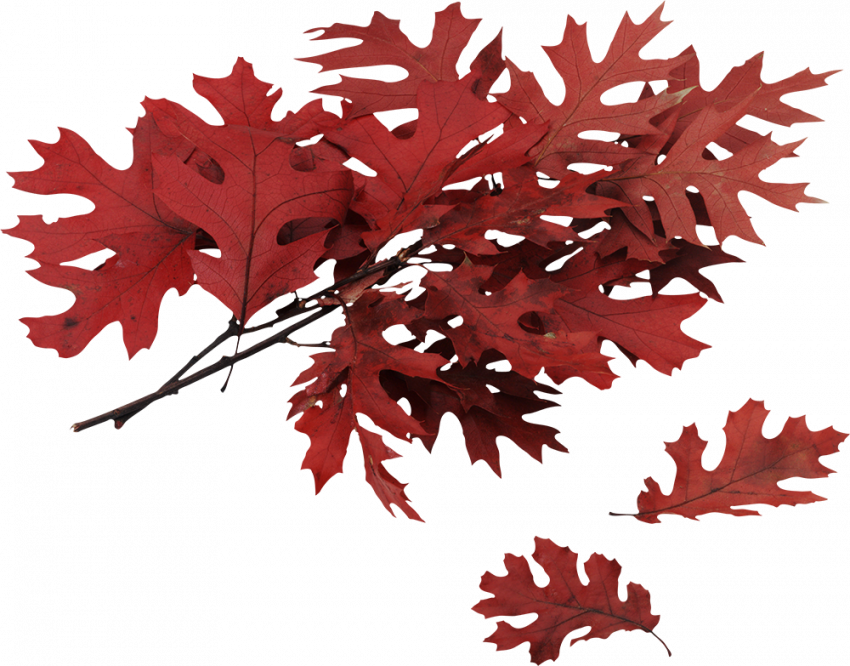 Autumn leaves png hd,Autumn leaves png images