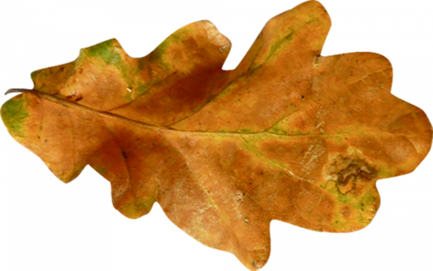 Autumn leaves png images