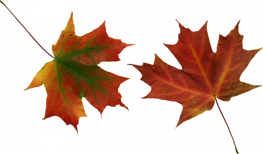 Autumn leaves png images,Autum transparent png