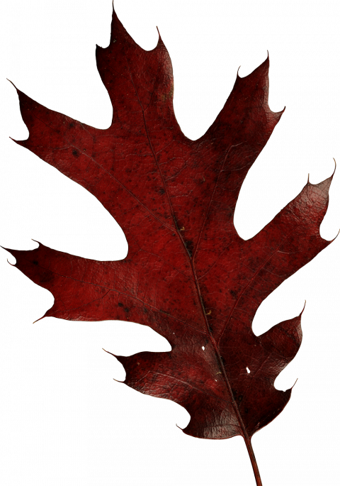 Autumn leaves png images,Autuman transparen background