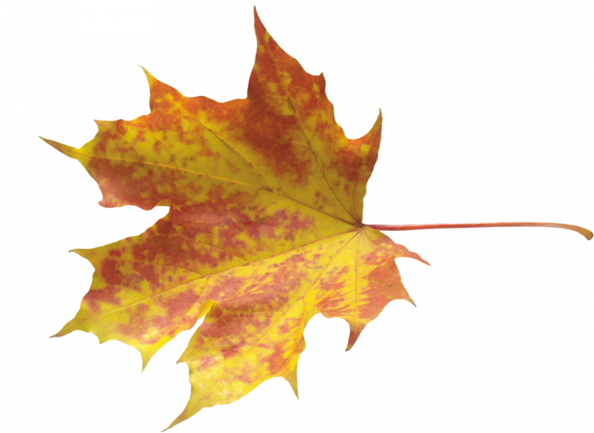 Autumn leaves png images,Autumn transparent png images