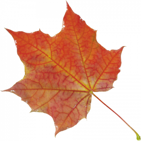 autumn leaves png,Autumn transparent png images