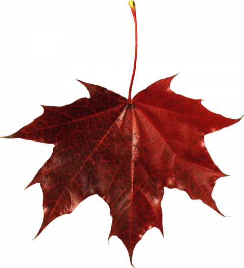 Autumn leaves transparent background