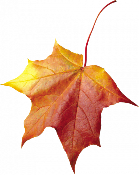 Autumn leaves transparent background,Autumn leaves png images