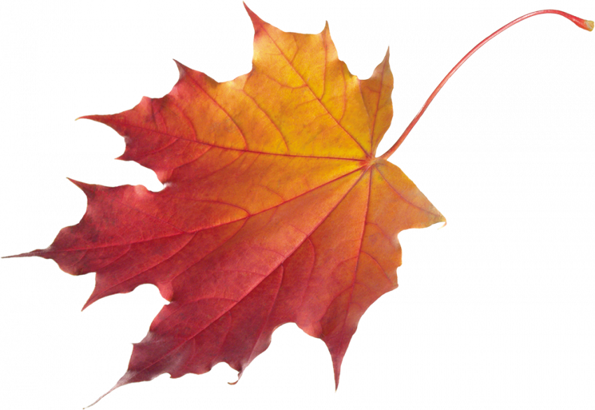 Autumn png imgaes,Autumn leaves png images