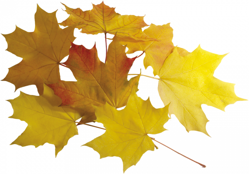 Autumn transparent background,Autumn transparent png images