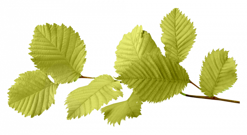 Autumn transparent png