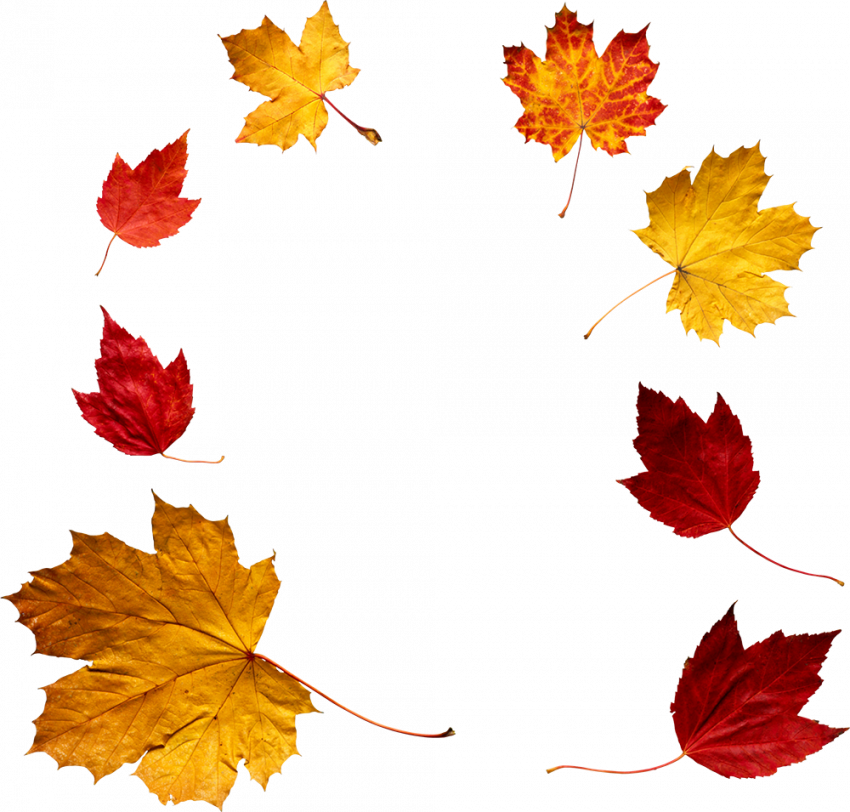 Autumn transparent png hd,Autumn leaves png images