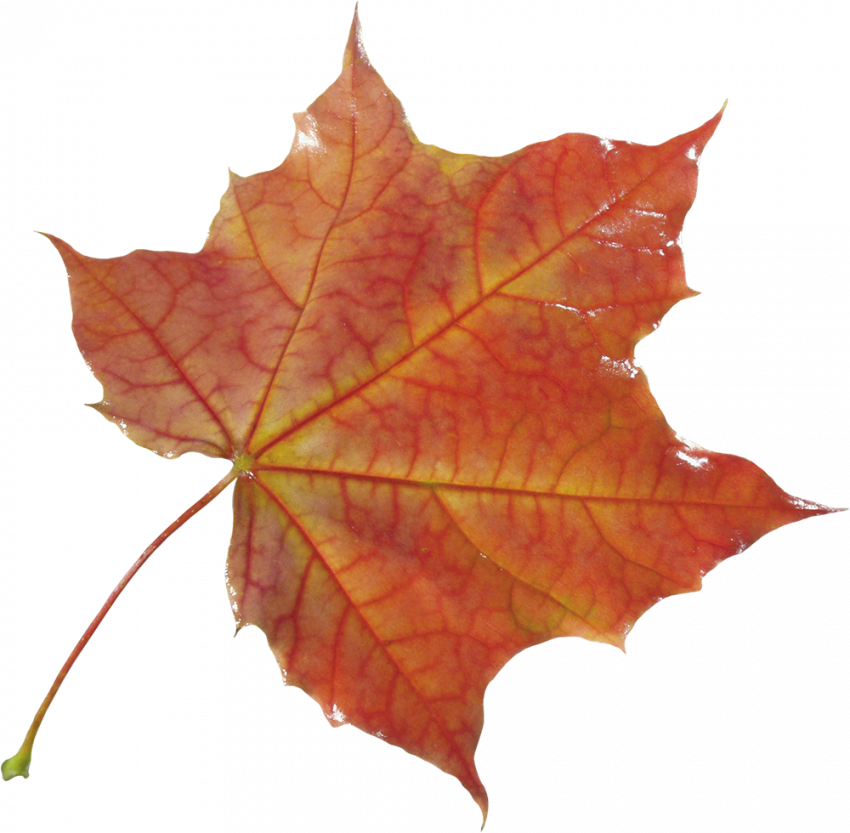 Autumn transparent png images