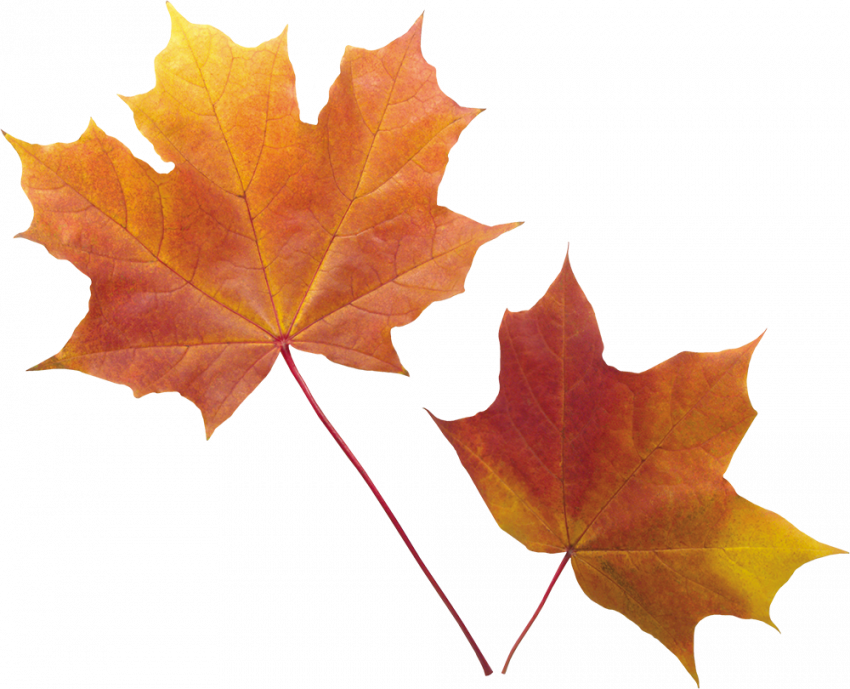 Autumn transparent png,Autumn leaves png images