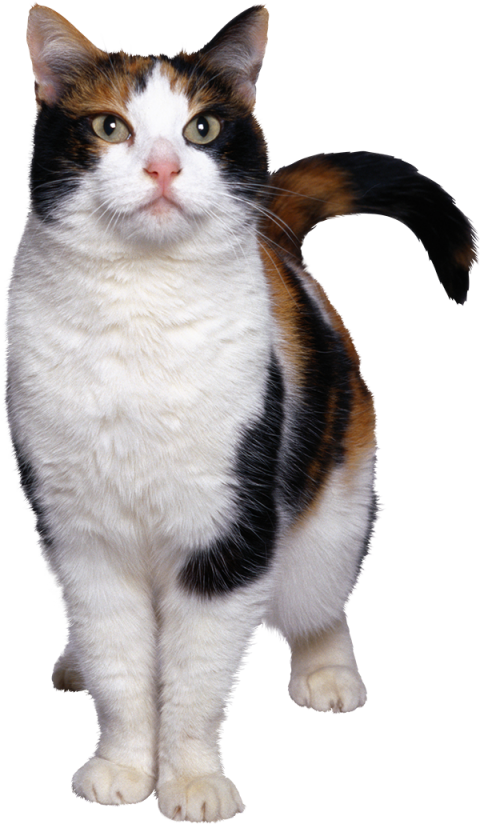 balck and white Cat Png Transparent Background