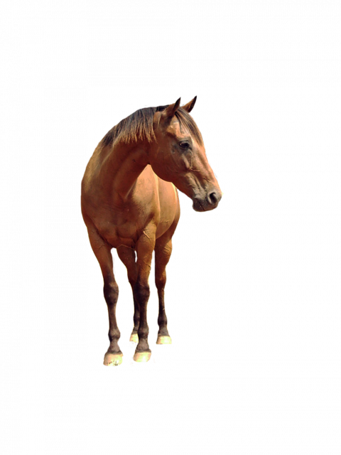 Beown horse png hd images