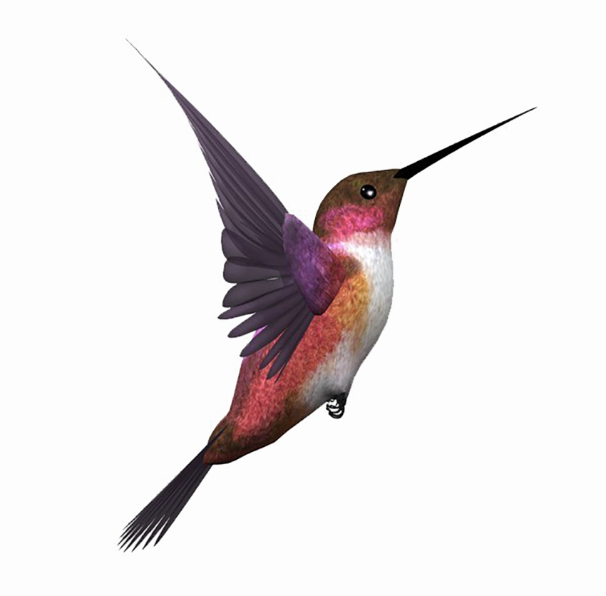 Biirds transparent png images