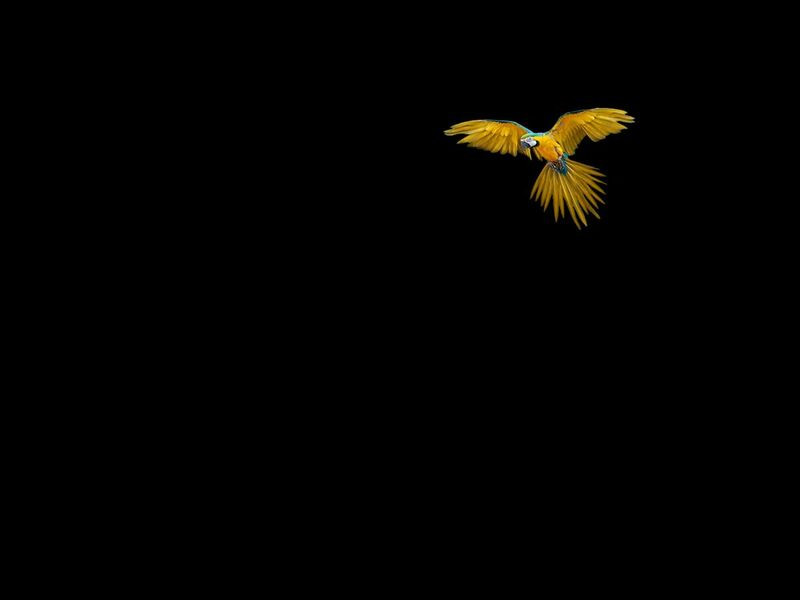 Bird Flight True Parrot New Zealand png
