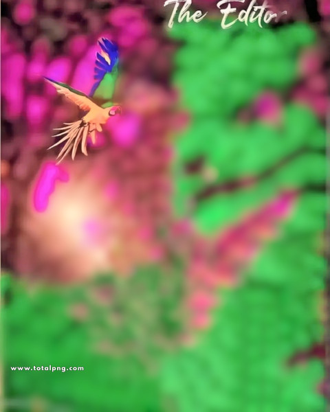 Birds cb background hd full size 4k