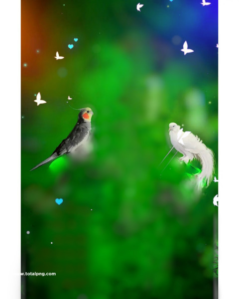 Birds cb background images