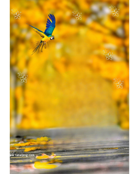 Birds cb background totalpng