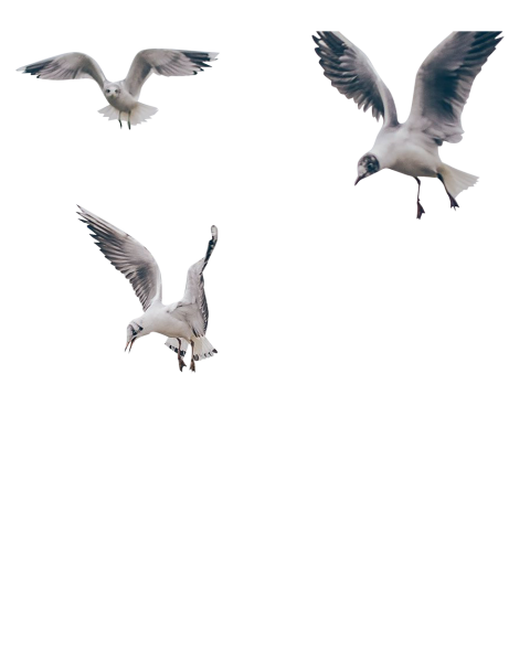 Birds PNG Transparent Images Free Download