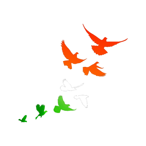 Birds transparent backgrund png