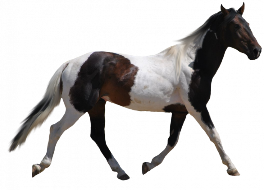 Black and white horse png