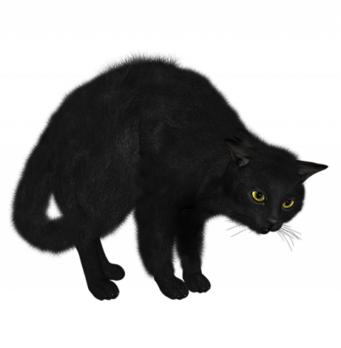 Black cat hd png
