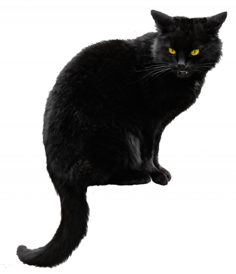 Black Cat Silhouette