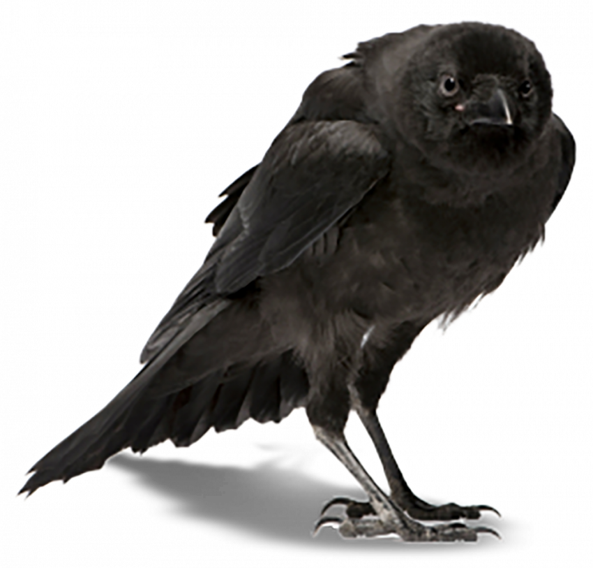 Black Crow transparent background