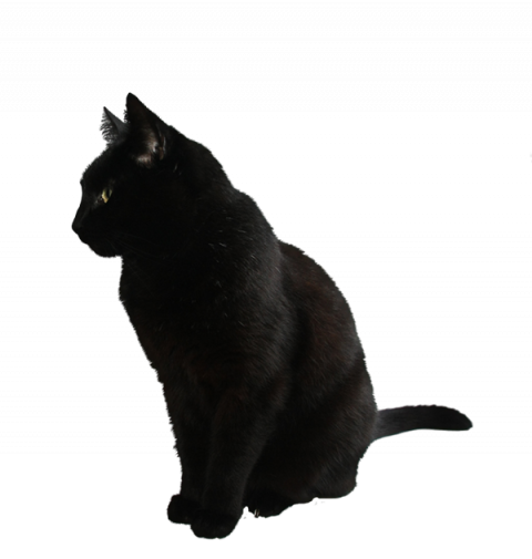 Black hd cat png