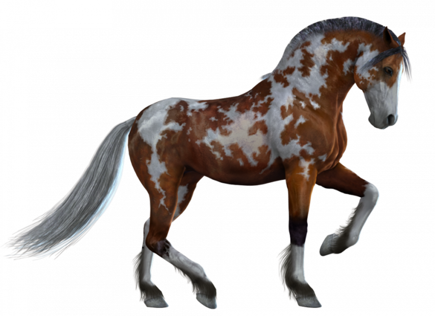 Black horse Horse transparent background