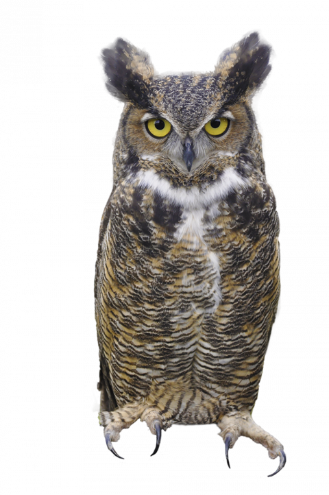 Black owl png transparent background