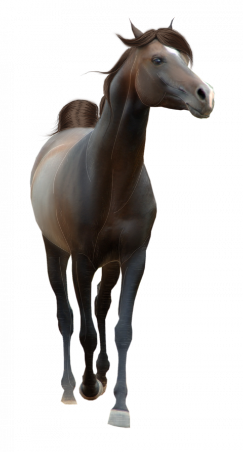 Black walking Horse transparent png