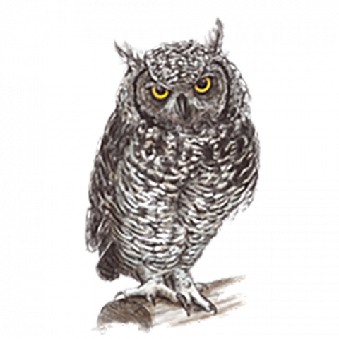 Black & white owl png transparent background