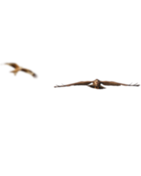 Blur birds transparent png,Birds png images