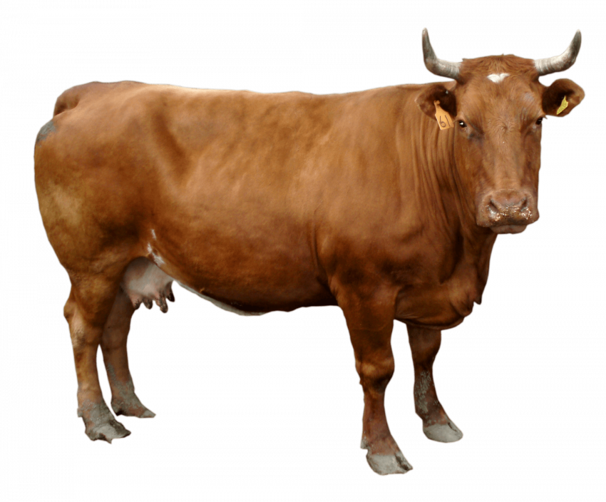 brown cow png image