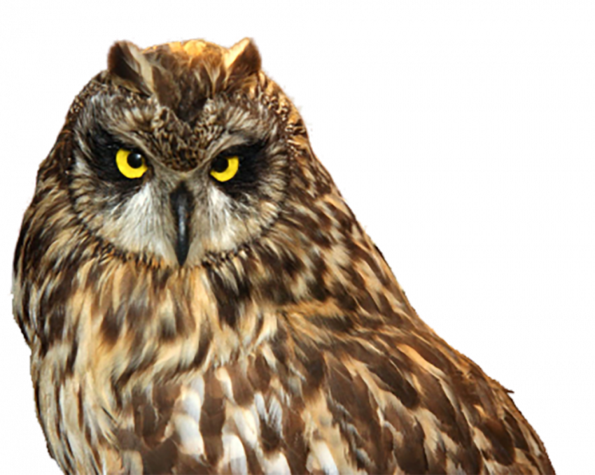Brown Owl png transparent background